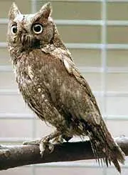 Otus загребва относно