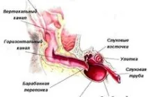 външния слухов външен