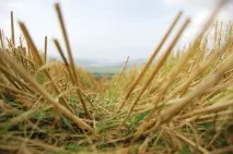 Органіка віддасться сторицею гною