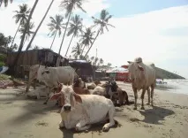 опасностите много красиви