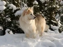 Відмінні риси ненецької лайки ненецької
