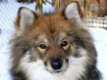 Відмінні риси ненецької лайки лайки