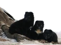 Відмінні риси ненецької лайки відмінні