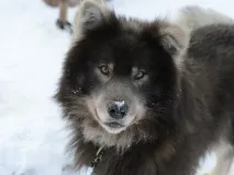 Відмінні риси ненецької лайки ненецької