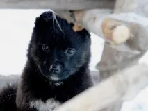 Відмінні риси ненецької лайки лайки