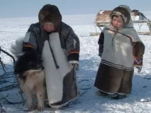 Відмінні риси ненецької лайки відмінні