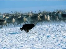 Відмінні риси ненецької лайки лайки