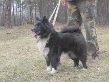 Відмінні риси ненецької лайки собак