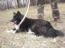 Відмінні риси ненецької лайки відмінні