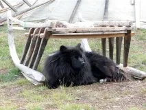 Відмінні риси ненецької лайки лайки