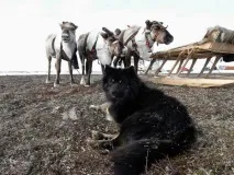 Відмінні риси ненецької лайки ненецької