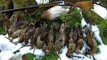 Полювання на вальдшнепа навесні вальдшнепа