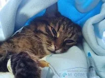 Як діяти і чим лікувати - відповіді та поради відповіді