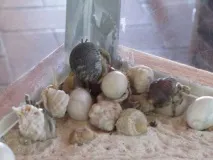 піщані