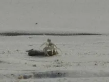 краби