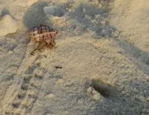 вони