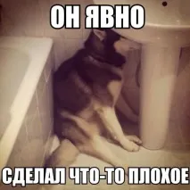 печката моля