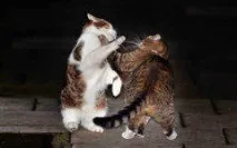 британския котки
