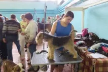 Пес, що вміє лазити по деревах, Іванівська газета деревах