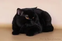cattery cattery