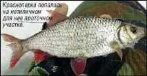 Поводкові оснастки на протязі - Зимова риболовля поводкові