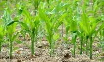 Посадка кукурудзи у відкритому ґрунті відкритому