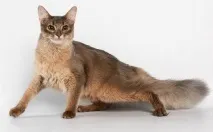 1079 Женски котки
