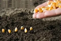 Посадка кукурудзи у відкритому ґрунті ґрунті