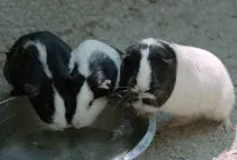 свинчета морски