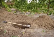 Посадка груші восени покрокова інструкція, відео та фото покрокова