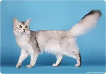 котки 1079 Женски