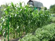 Посадка кукурудзи у відкритому ґрунті посадка