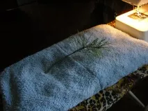 Подушка з хвої подушка