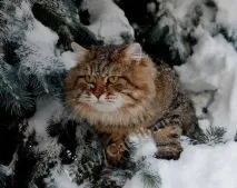 породи котки