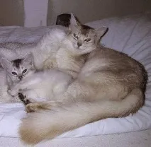 котки 1079 Женски
