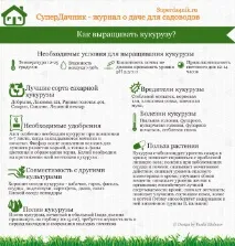 Посадка кукурудзи у відкритому ґрунті відкритому