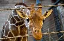 Холоднокровне вбивство жирафа Маріуса на очах у дітей у датському зоопарку жирафа