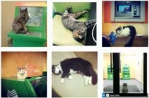 sberbank кучета