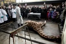 Холоднокровне вбивство жирафа Маріуса на очах у дітей у датському зоопарку холоднокровне