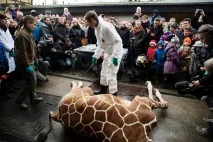 Холоднокровне вбивство жирафа Маріуса на очах у дітей у датському зоопарку холоднокровне