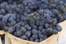 Why Why Wine - Статьи - Сорт - Червоний статьи