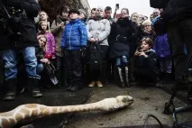 Холоднокровне вбивство жирафа Маріуса на очах у дітей у датському зоопарку вбивство