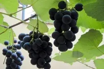 Why Why Wine - Статьи - Сорт - Червоний wine