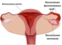 фалопиевата тръба