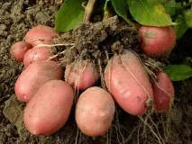 картофи съхранение картофи