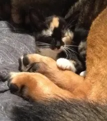 котката намери