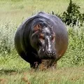 маска примери
