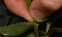 стайни растения
