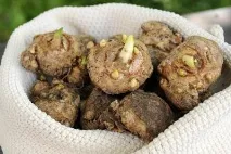 максим лечение