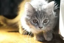 ваксинации нашите